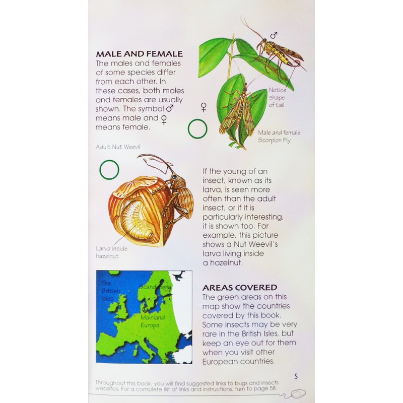 Usborne Spotter's Guides: Bugs & Insects 183952