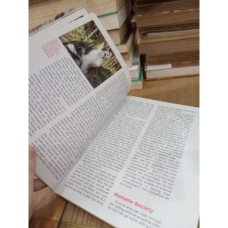 Before you buy that kitten - Phil Maggitti 753377