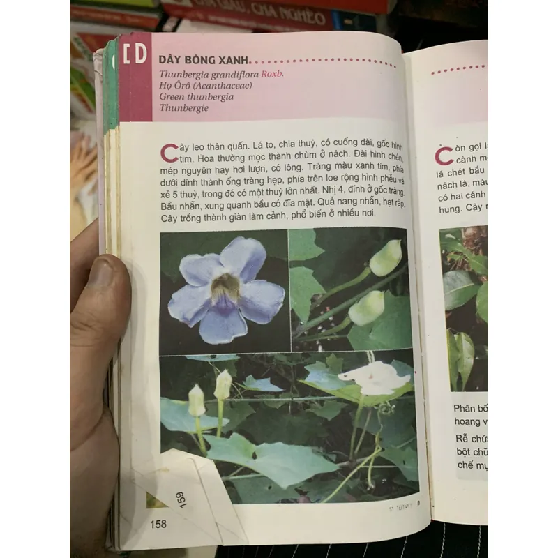 Từ điển tranh về các loại cây🐟 722665