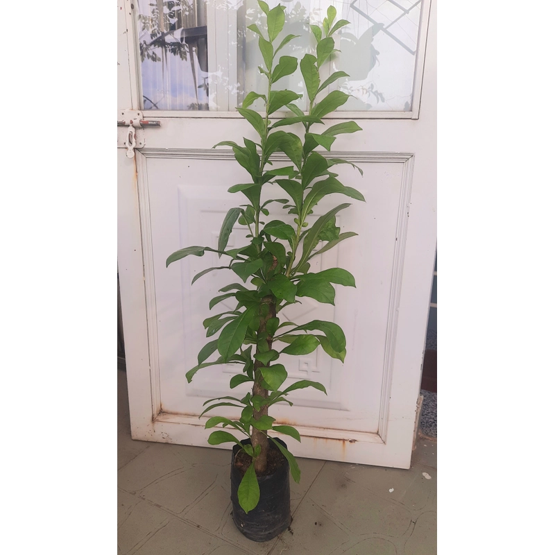 Cây đào tiên, cây như hình, chiều cao 60-80cm 502892