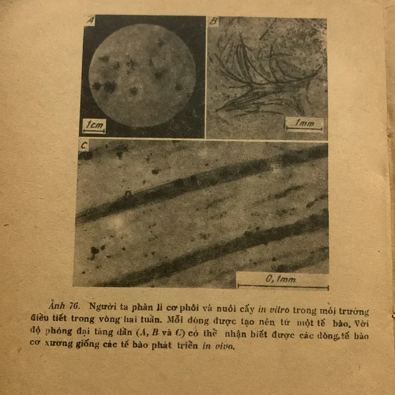 Phôi sinh học hiện đại, CHARLES W. BODEMER 709172