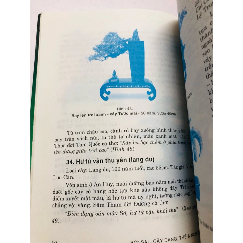 BONSAI CÂY DÁNG, THẾ VÀ NON BỘ 447857