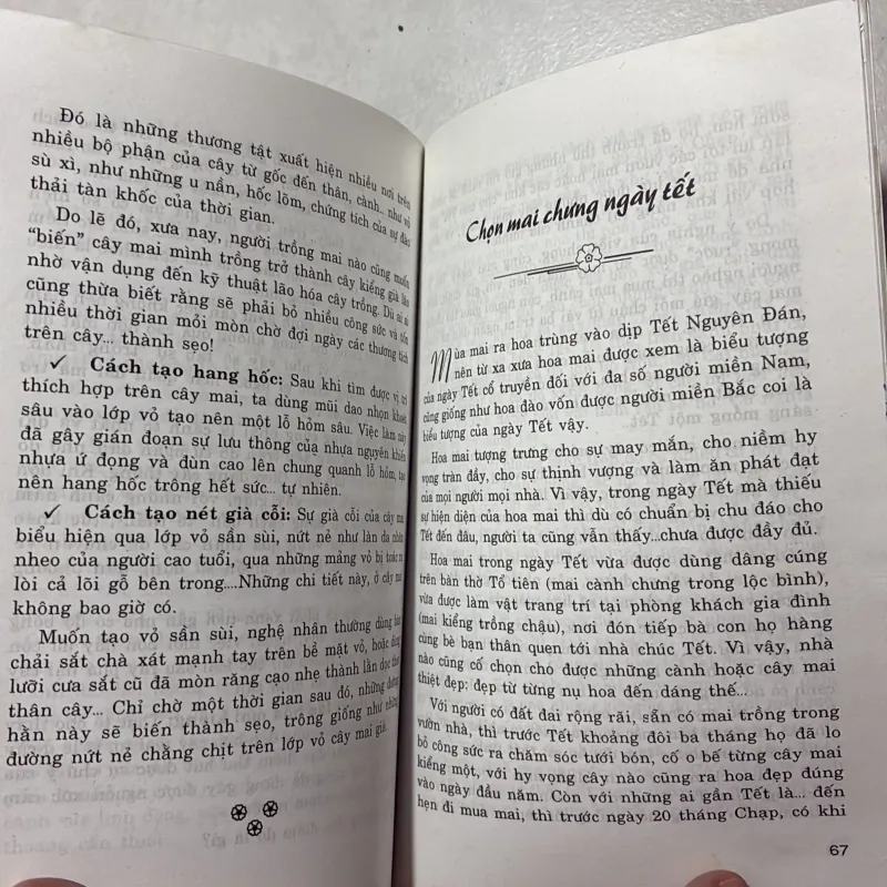 Cách chọn cây mai đẹp 799848