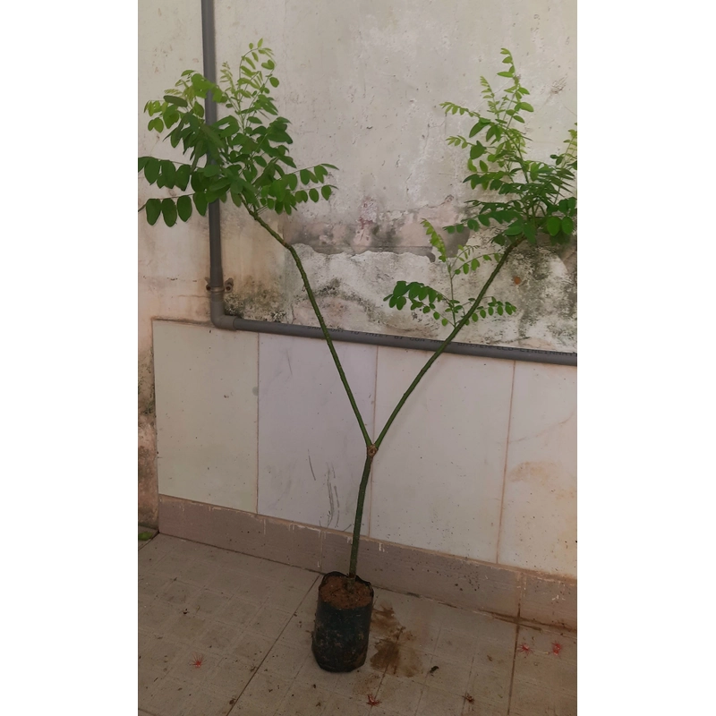 Cây hoa hòe, chiều cao 80-90cm 502648