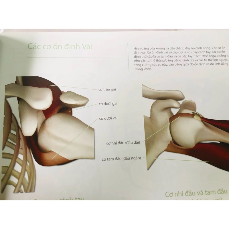 HƯỚNG DẪN VỀ GIẢI PHẪU CHỨC NĂNG TRONG YOGA CÁC CƠ CHÍNH TRONG YOGA  460439