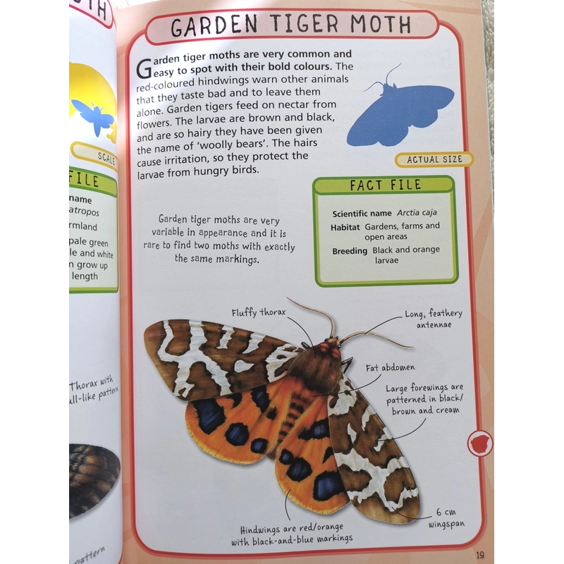 SPOT 50 INSECTS  405261