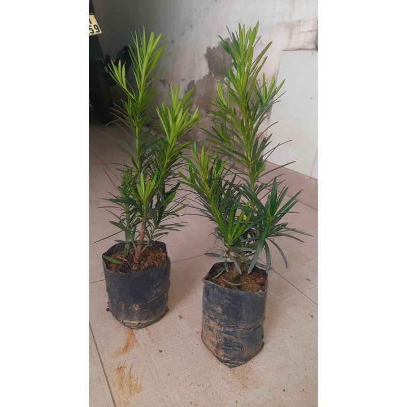 Cây tùng La Hán, chiều cao 40cm, như hình chụp  501590