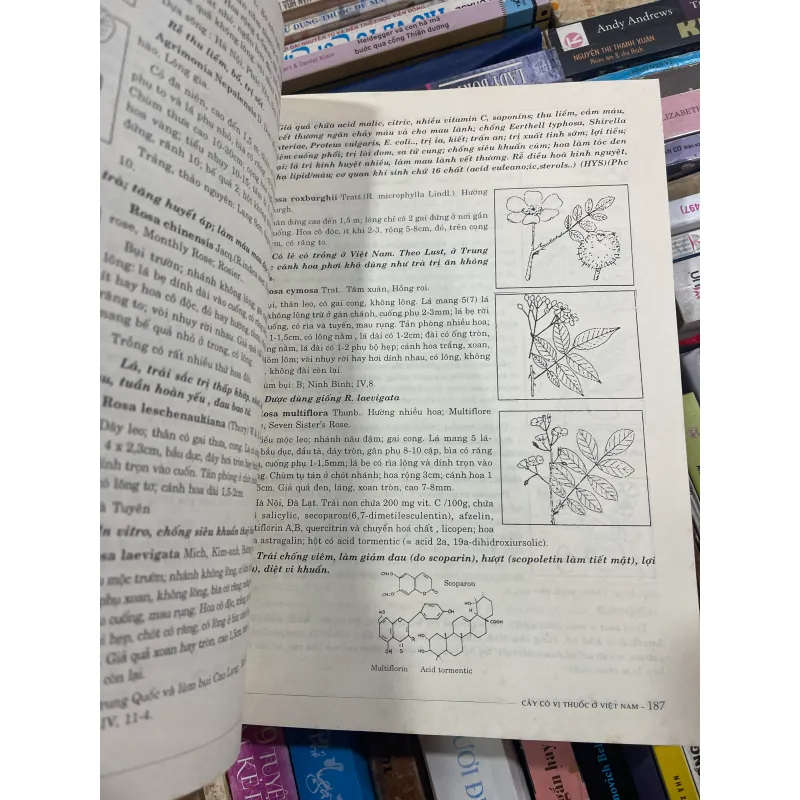 CÂY CÓ VỊ THUỐC Ở VIỆT NAM - PHẠM HOÀNG HỘ  1031526