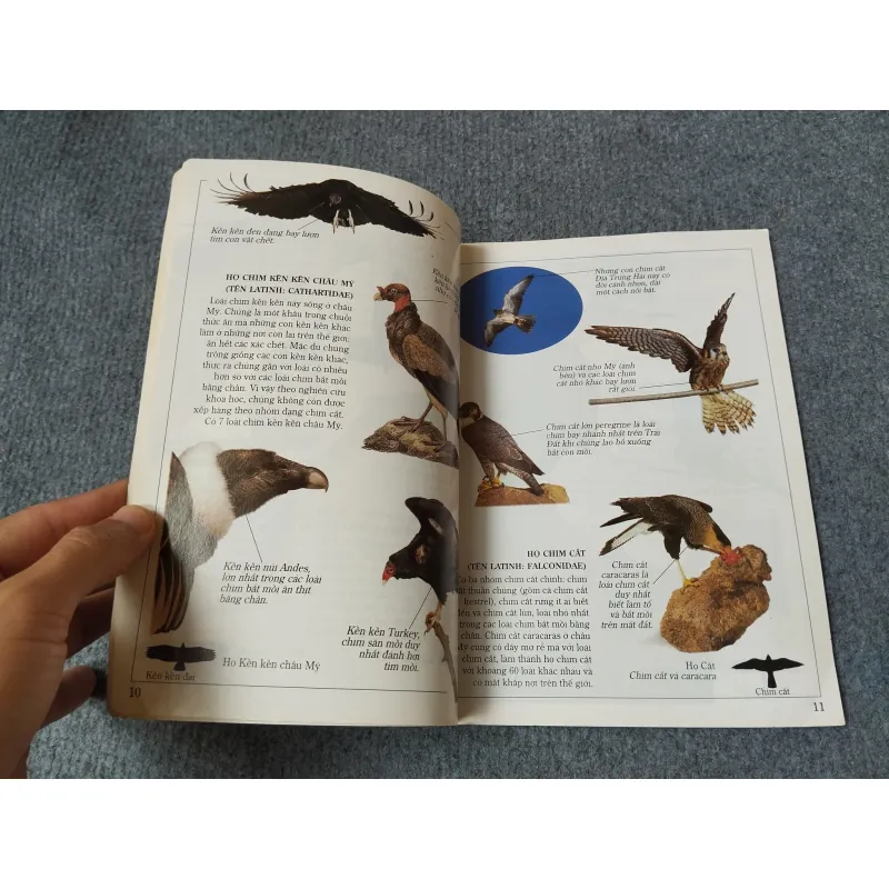 ĐẠI BÀNG - TỦ SÁCH KIẾN THỨC THẾ HỆ MỚI 720727