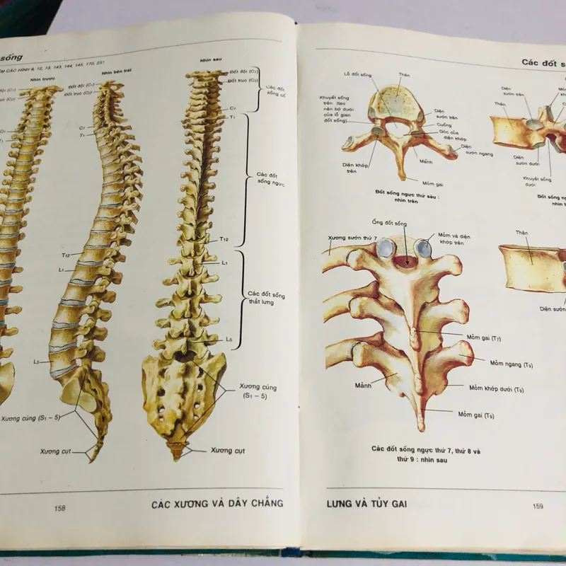 3. ATLAS GIẢI PHẪU NGƯỜI  565266