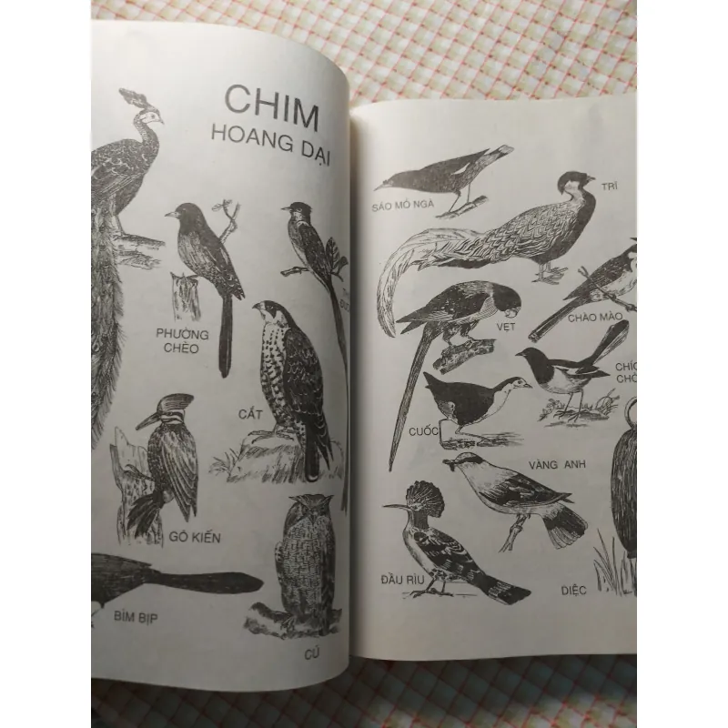 TỪ ĐIỂN SINH HỌC PHỔ THÔNG - BÌA CỨNG, KHỔ LỚN, CÓ MINH HỌA 732250