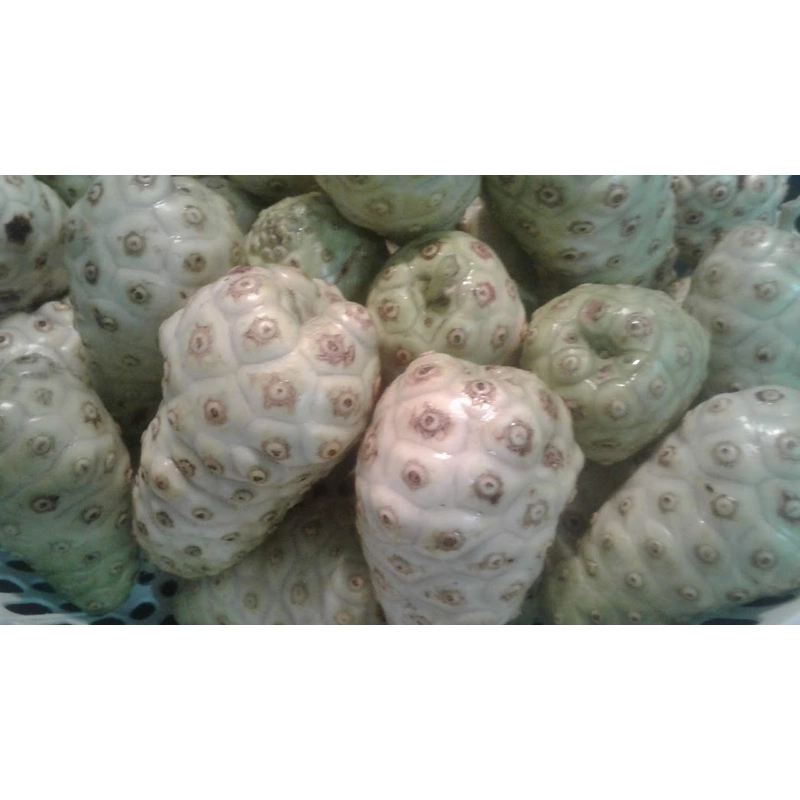 Trái nhàu tưoi 503683