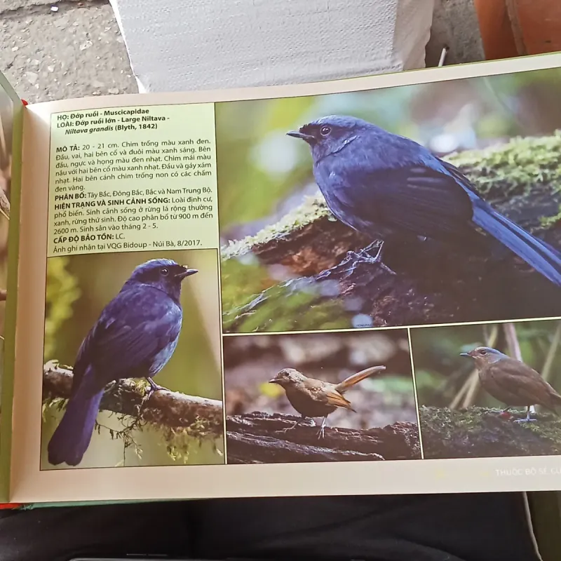 Atlas 300 Loài Chim Thuộc Bộ Sẻ Của Việt Nam - Phạm Hồng Phương 788319
