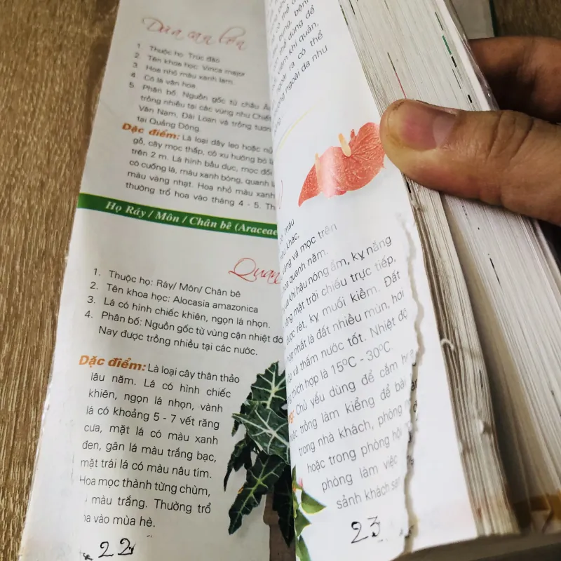 365 LOÀI HOA CẢNH 1028092