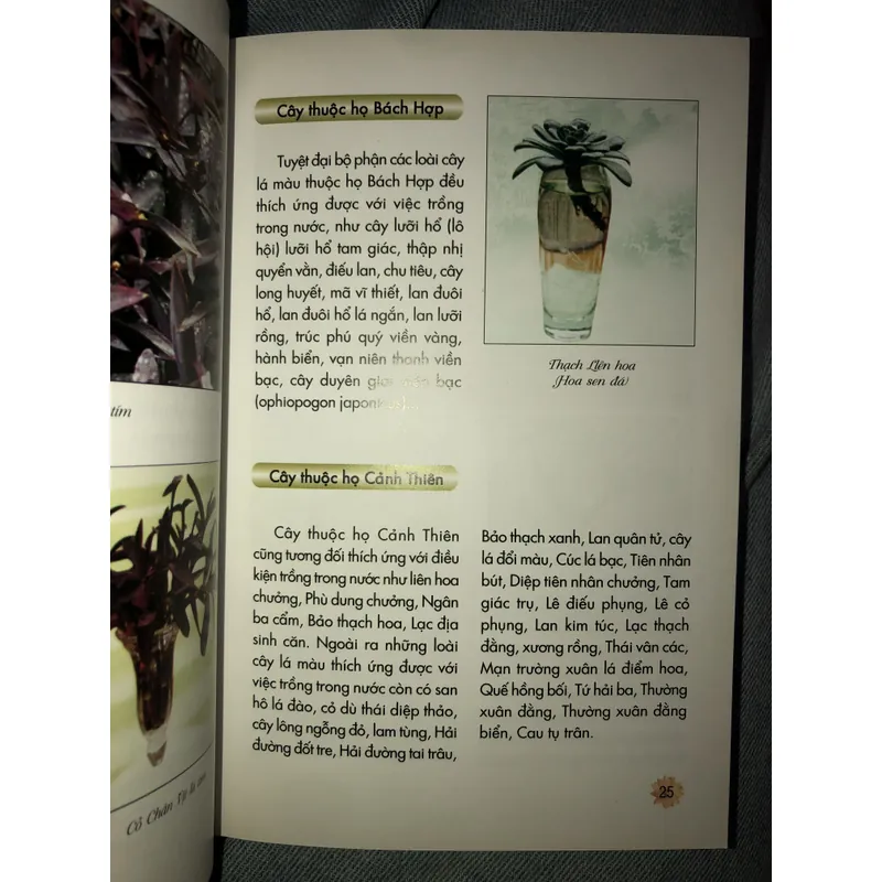 Kỹ thuật trồng hoa và cây lá trong nước 722961