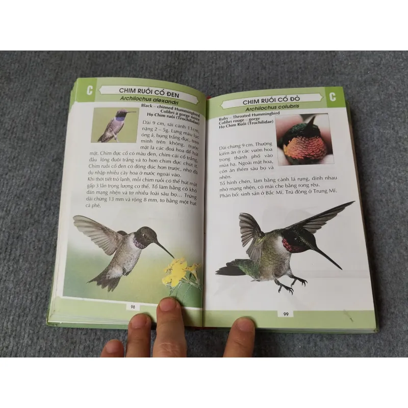 TỪ ĐIỂN TRANH VỀ CÁC LOÀI CHIM 719833