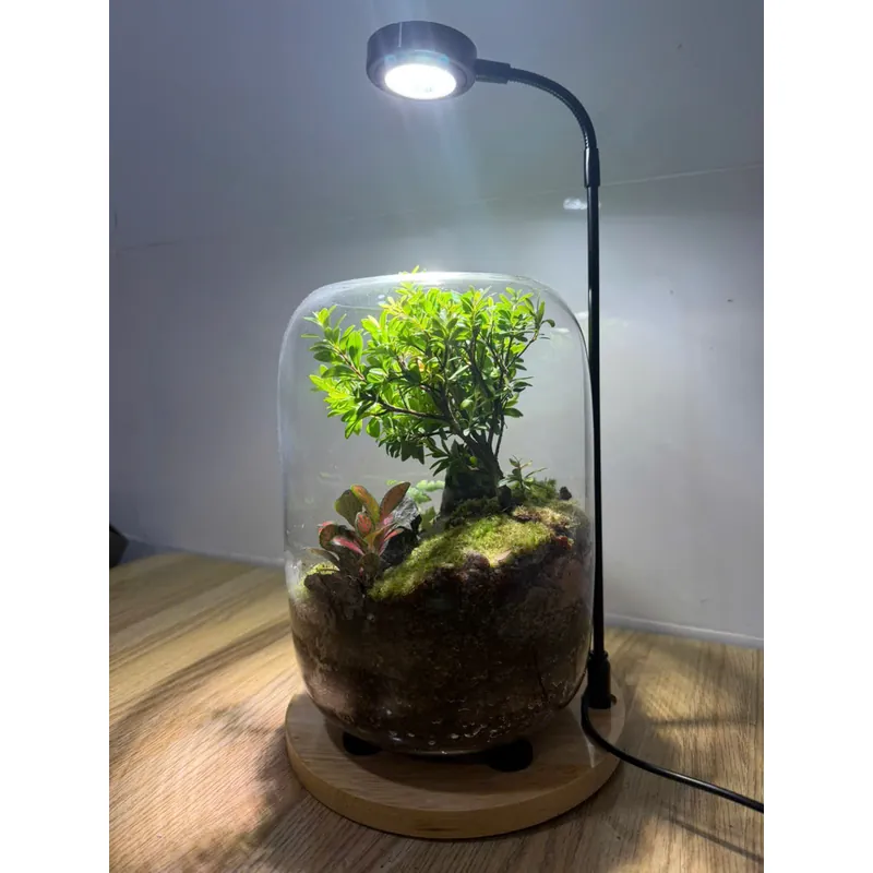 Bể terrarium nhà Xanh Zone 1063219