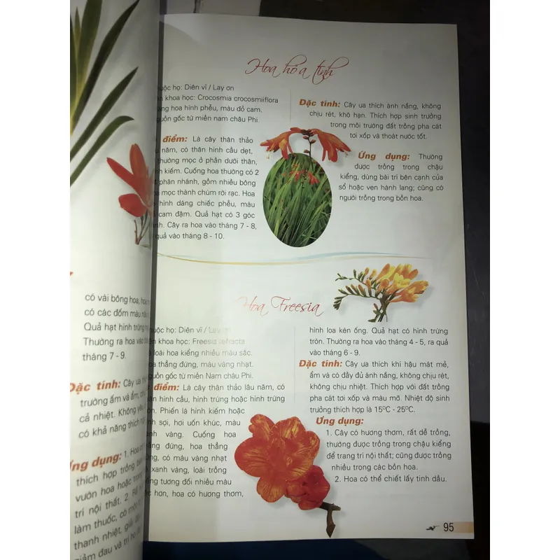 365 loài hoa cảnh  732810