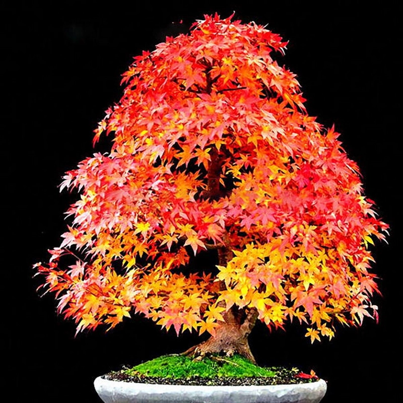 Hạt giống cây phong lá đỏ Bonsai – Bịch 10 hạt – Mã số 1365 213095