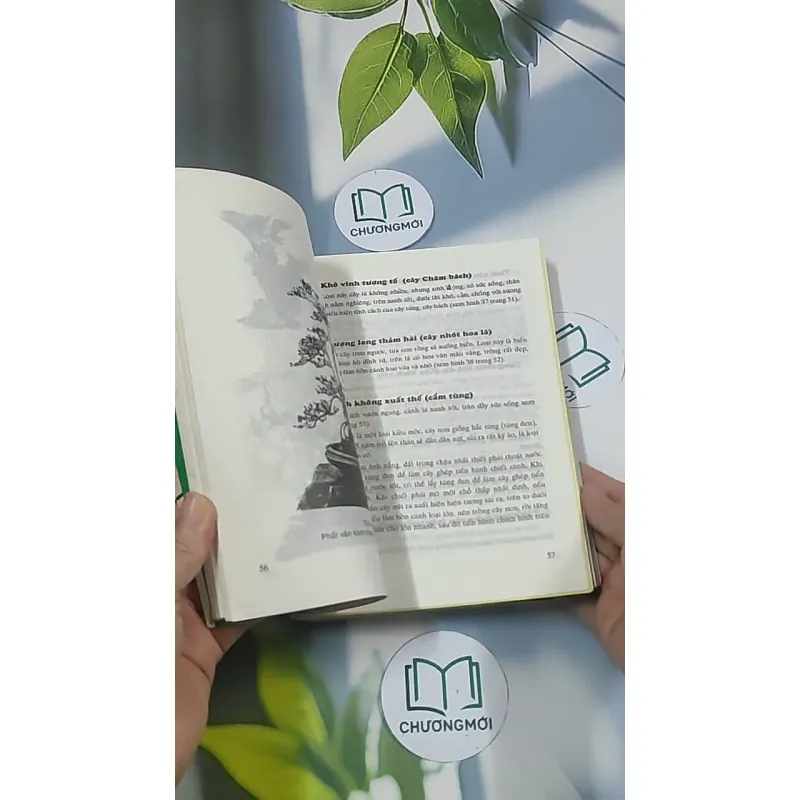 Bonsai: Cây dáng, thế và non bộ - Đỗ Hiệp 694948