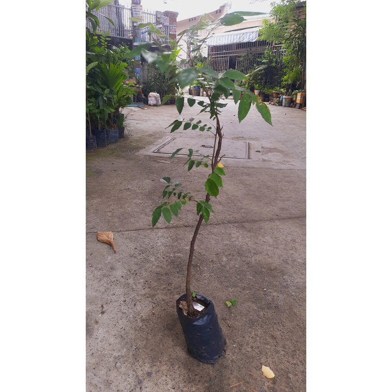 Cây khế chua , cây ươm hạt cao 50cm, như hình 501587