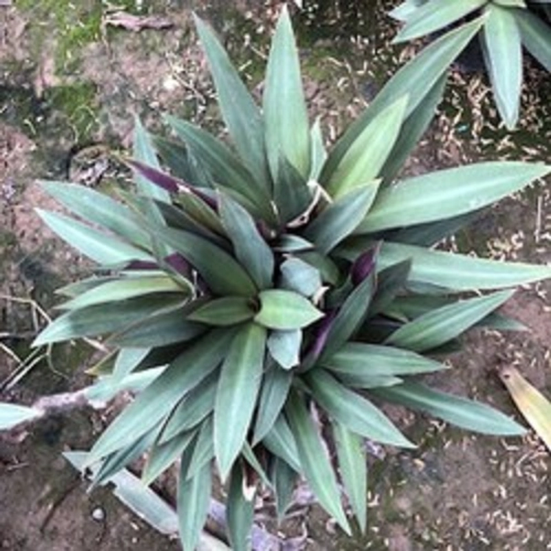 Cây lẻ bạn, như hình chụp 501661