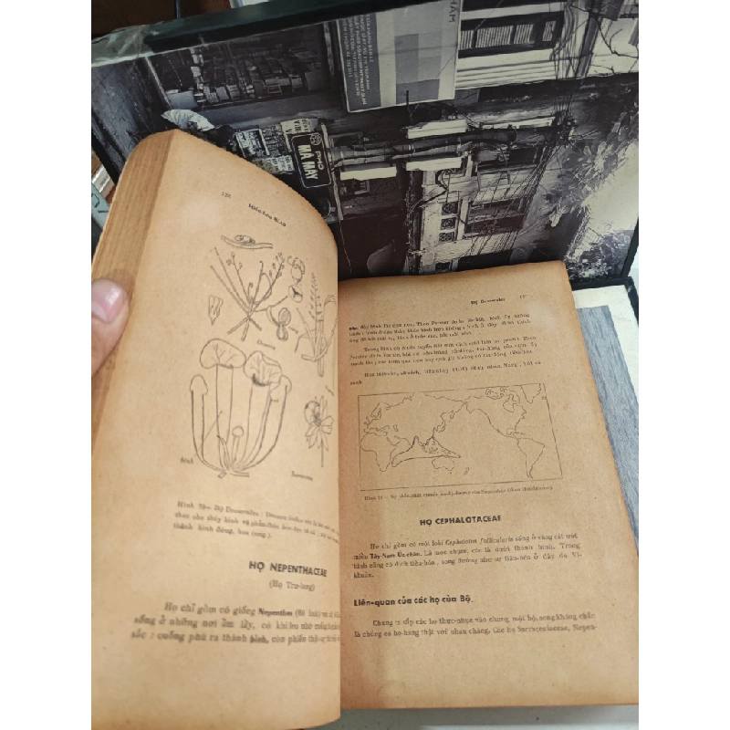 HIỂN HOA BÍ TỬ - PHẠM HOÀNG HỘ 187803