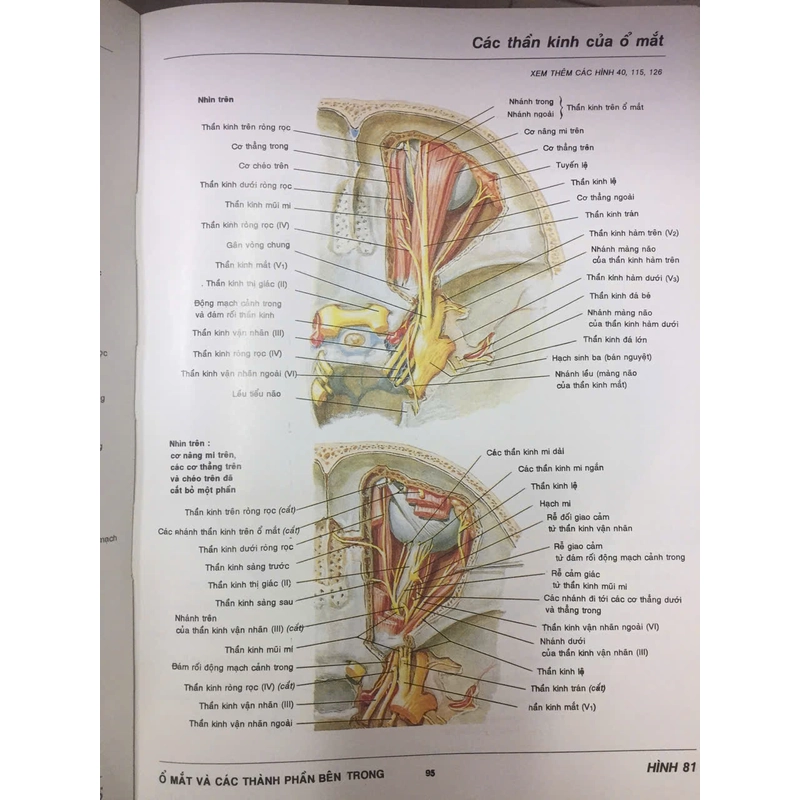 ATLAS GIẢI PHẪU NGƯỜI 522561