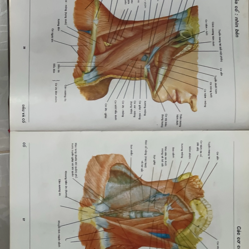 Atlas Giải phẫu người  547919