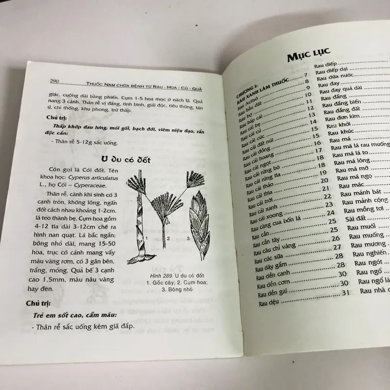 THUỐC NAM CHỮA BỆNH TỪ RAU - HOA - CỦ - QUẢ - RAU HOA CỦ LÀM THUỐC 603492