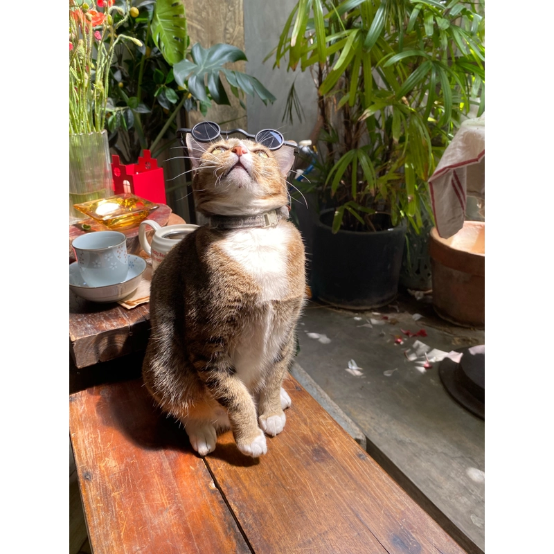 Mắt kính gọng tròn 523365