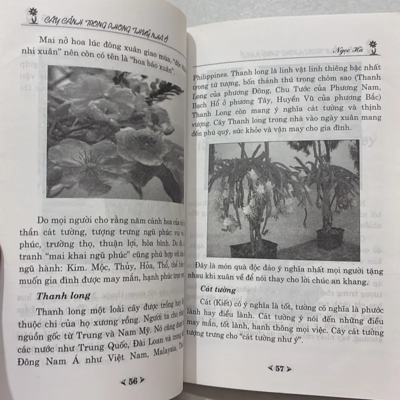 Cây cảnh trong phong thủy nhà ở 764640