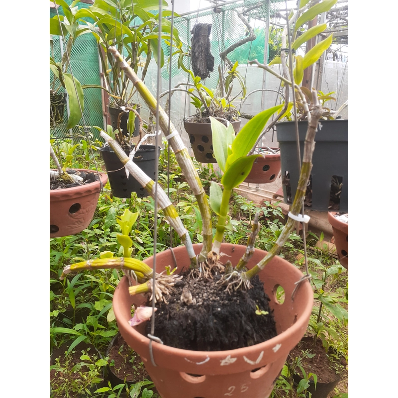 Hoa lan  phi diep 465560