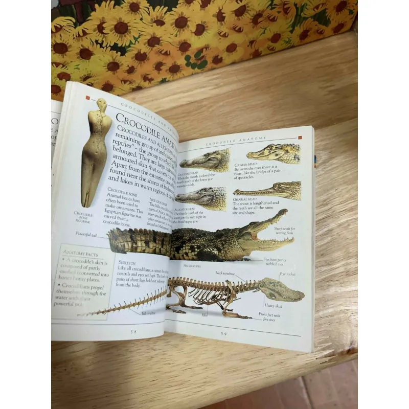 Pockets: Reptiles 1022230