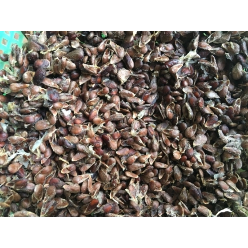 Hạt nhàu giống 503696