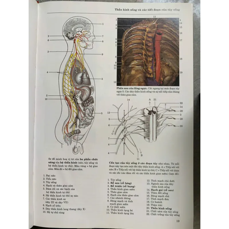 ATLAS GIẢI PHẪU NGƯỜI - ROHEN, YOKOCHI, DRECOLL 753362