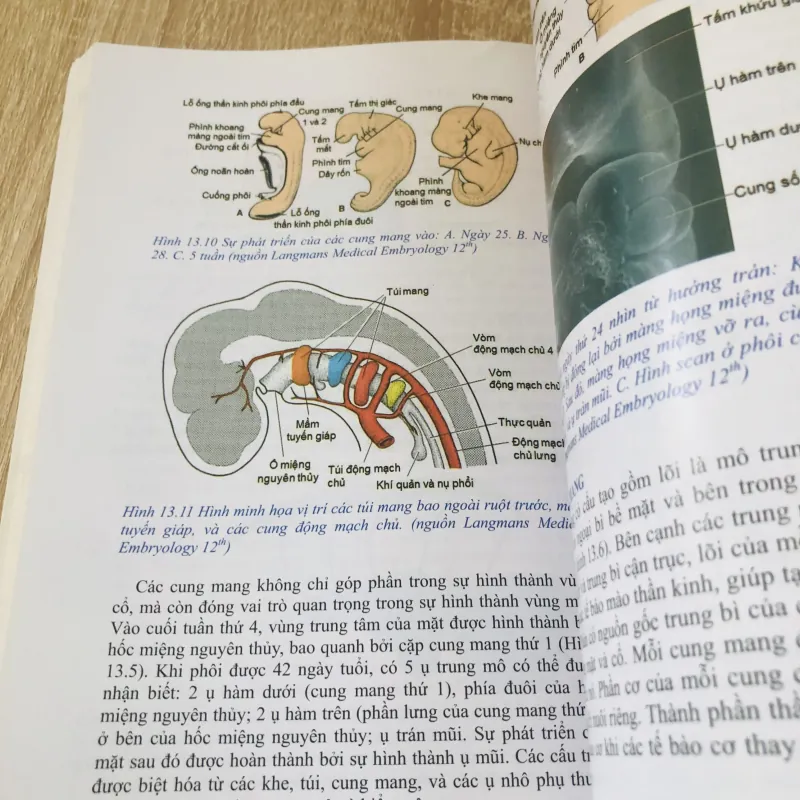 PHÔI THAI HỌC   996073