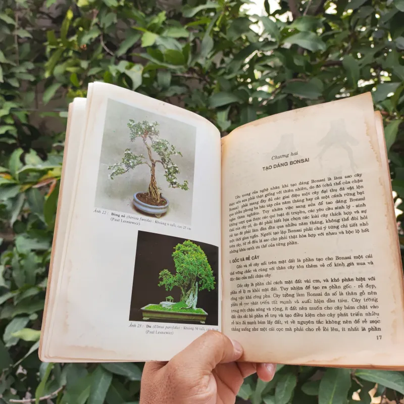 Bonsai Cây Kiểng Cổ - Trần Hợp 925345