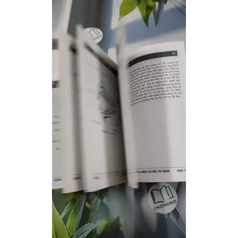 [MIỄN PHÍ BỌC SÁCH] Giải Phẫu (Đầu - Mặt - Cổ) - TS. Phạm Đăng Diệu 990450