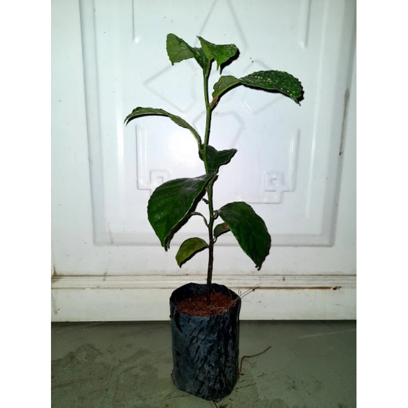 Cây chay ruột đỏ giống 501655
