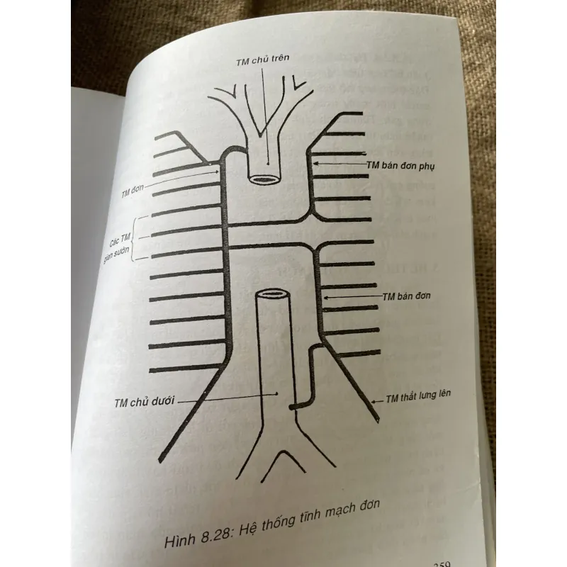 Giản yếu Giải phẫu người -NGUYỄN QUANG QUYỀN,PHẠM ĐĂNG DIỆU NGUYỄN VĂN ĐỨC NGUYỄN V. CƯỜNG 792205
