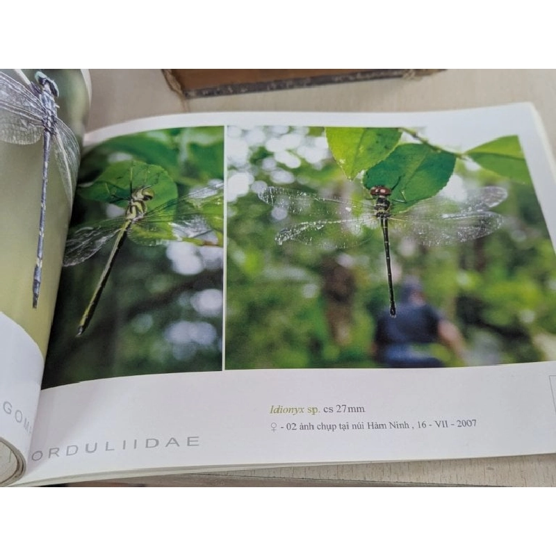 Danh mục bằng hình ảnh các loài chuồn chuồn phú quốc - Bùi Hữu Mạnh 785943