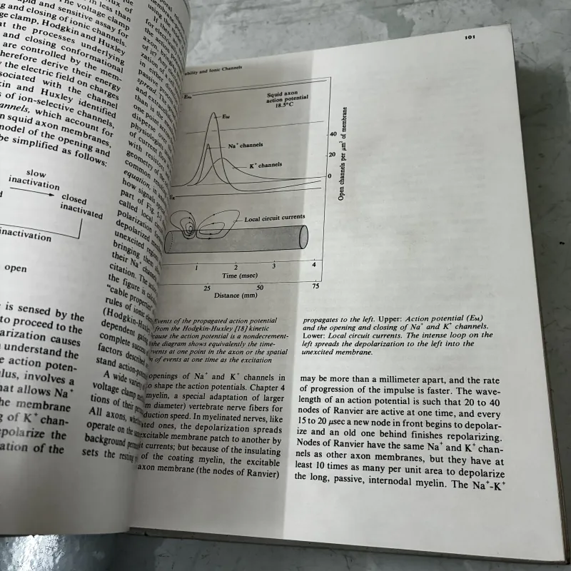 Basic Neurochemistry (Hoá học thần kinh cơ bản) 1040857