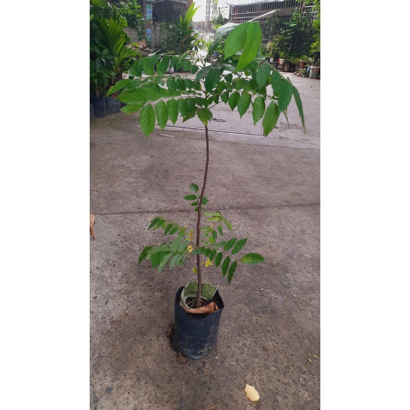Cây khế chua , cây ươm hạt cao 50cm, như hình 501587