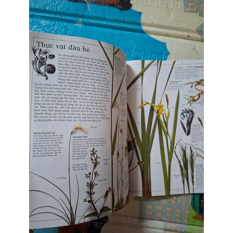 Động Thực Vật Ở Sông Hồ 993247