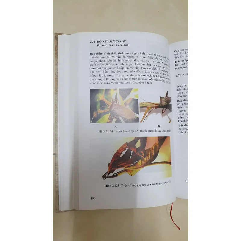 CÔN TRÙNG NHỆN GÂY HẠI CÂY ĂN TRÁI....  799628