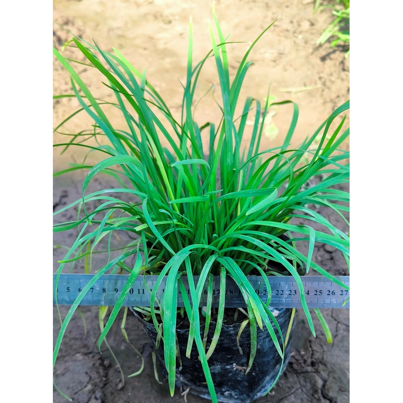 Chậu cây hẹ 478558