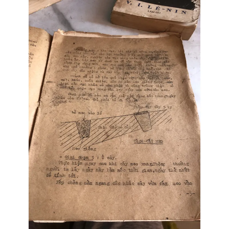 Phương pháp trồng nấm mèo  1004263