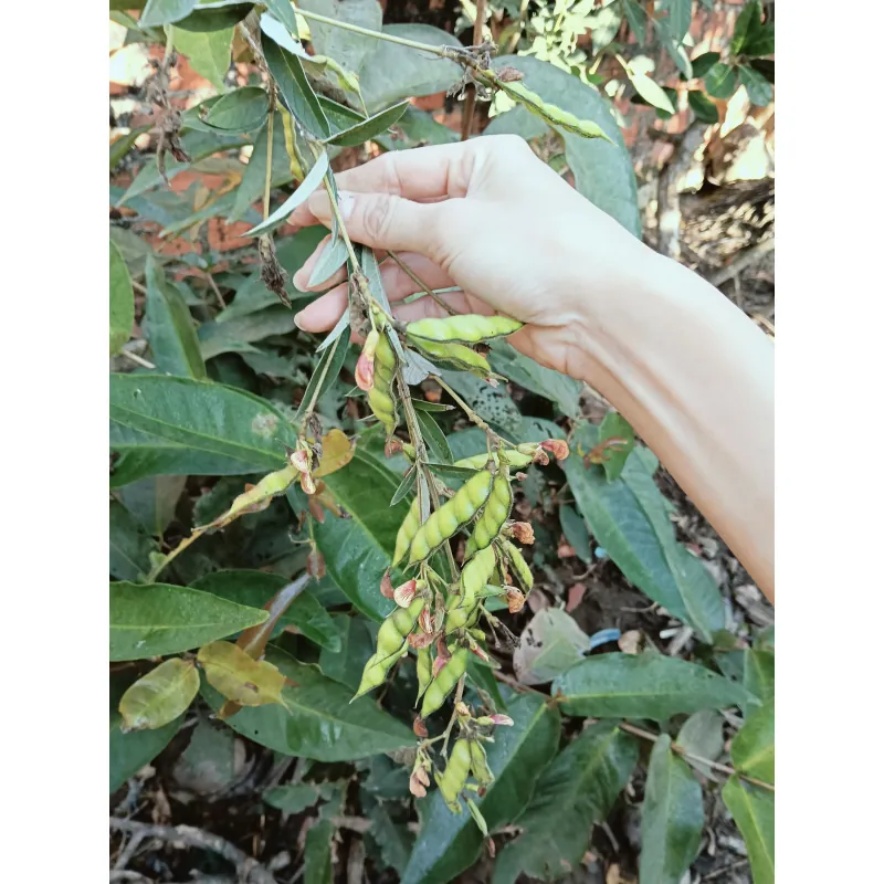 Đậu săng thanh nhiệt  1009815