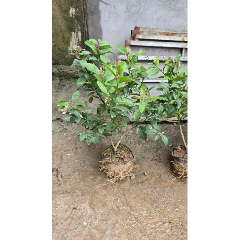 Cây chanh ta ăn lá ăn quả (đang hoa quả) cao 40-50cm 446057